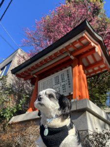 チップ　馬橋　梅2